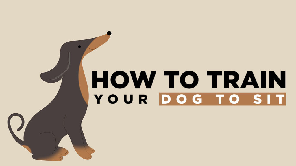 How to Train Your Dog to Sit