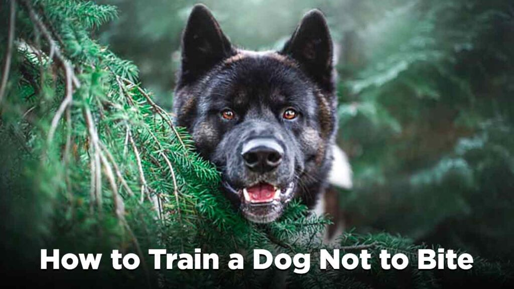 How to Train a Dog Not to Bite