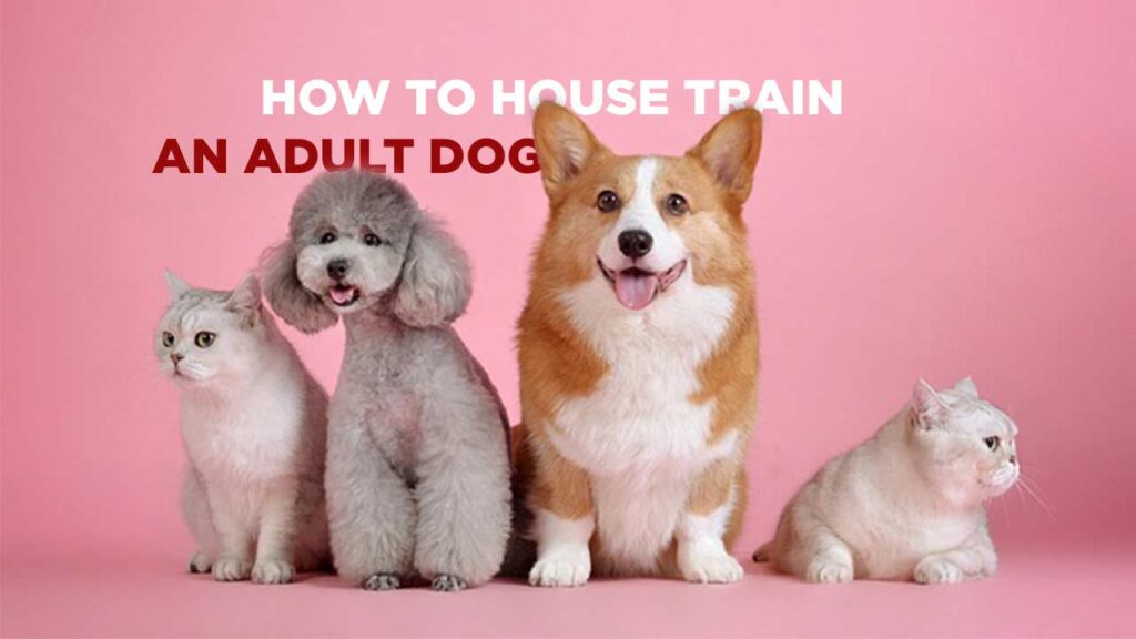 How to House Train an Adult Dog