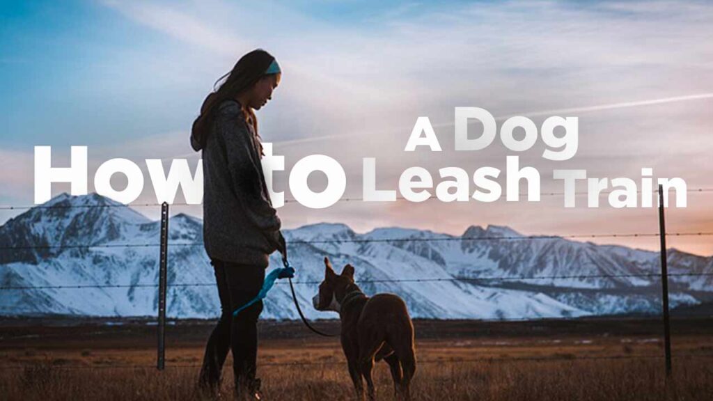 How to Leash Train a Dog That Won't Walk