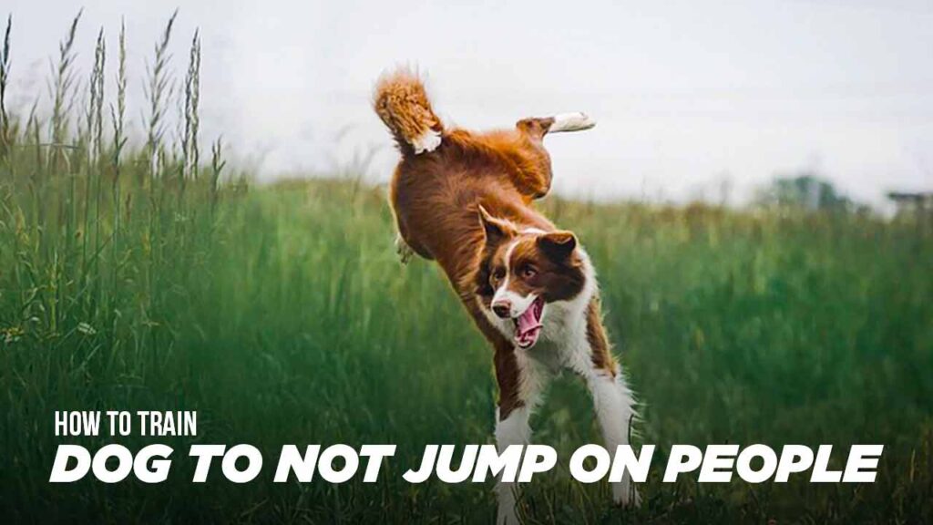 How to Train Dog to Not Jump on People