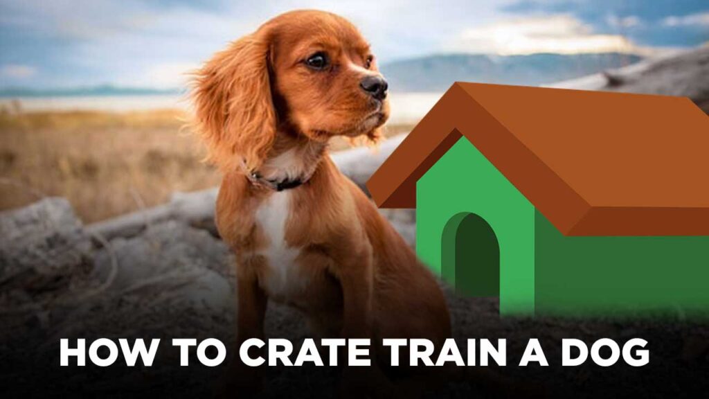 How to Crate Train a Dog