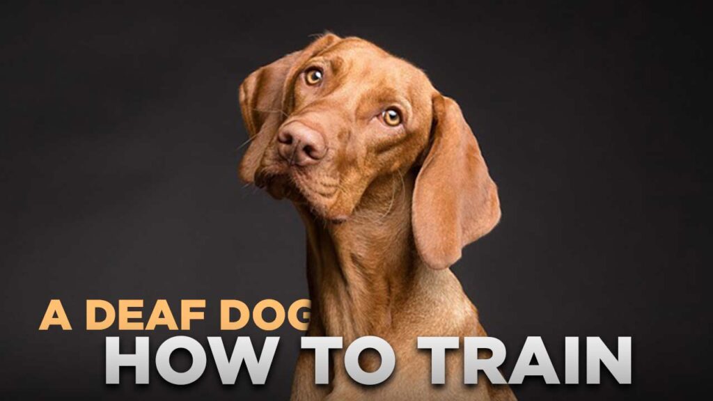 How to train a Deaf Dog