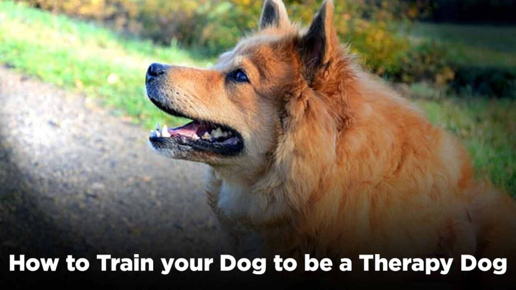 how to train your dog to be a therapy dog​