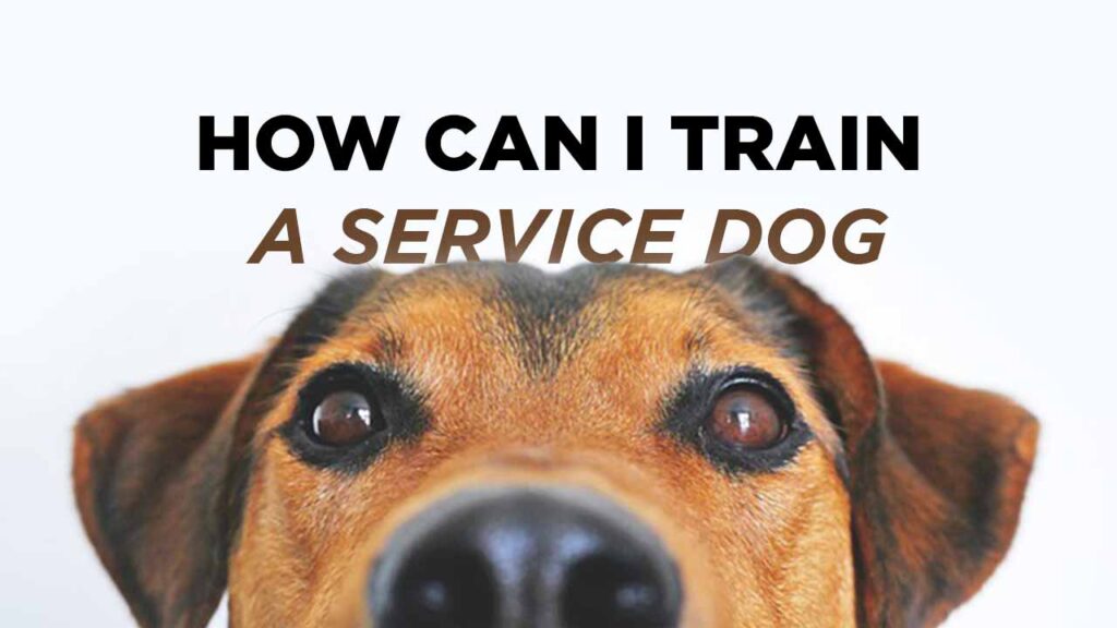 How Can I Train a Service Dog