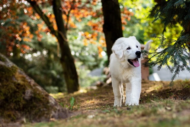 How to Crate Train a Dog