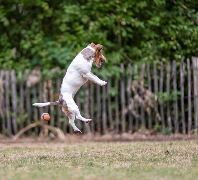 How to Train Dog to Not Jump on People