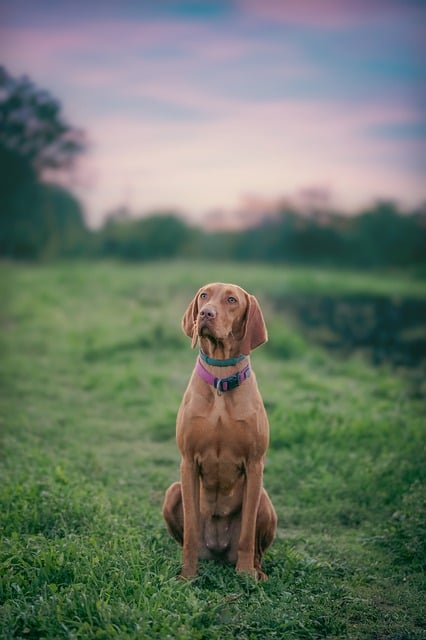 How to Train Your Dog to Sit