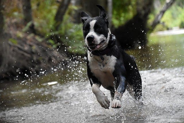 How to Train Dog to Not Jump on People