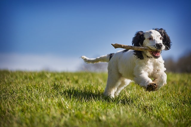 How to Train a Dog to Fetch and Return