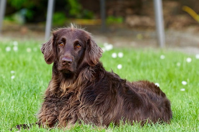 How to Train Your Dog to Sit